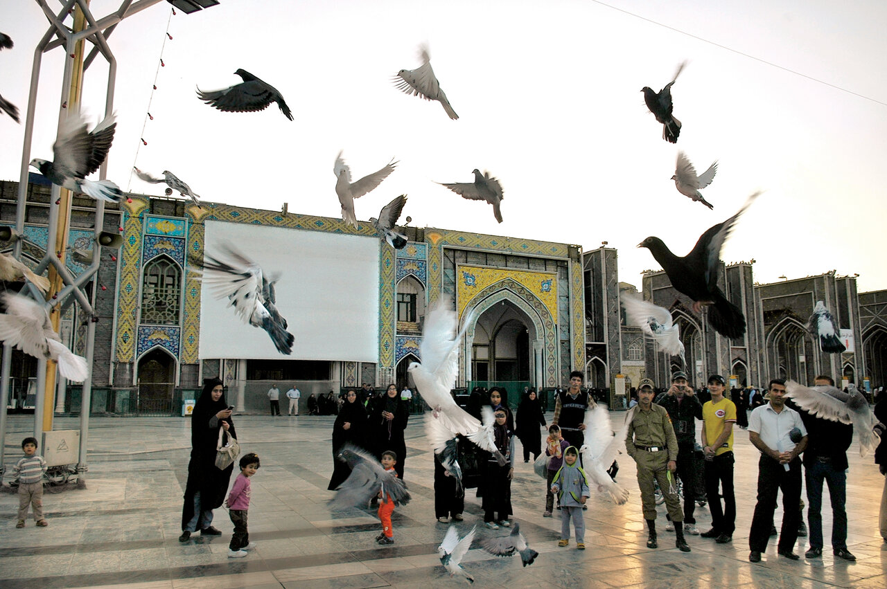 زیباترین کبوترهای ایران را ببینید