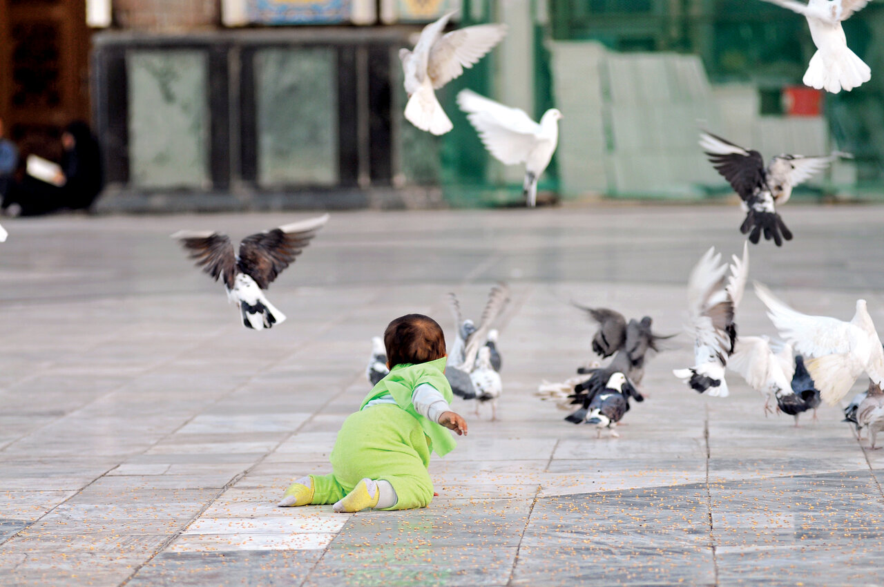 زیباترین کبوترهای ایران را ببینید