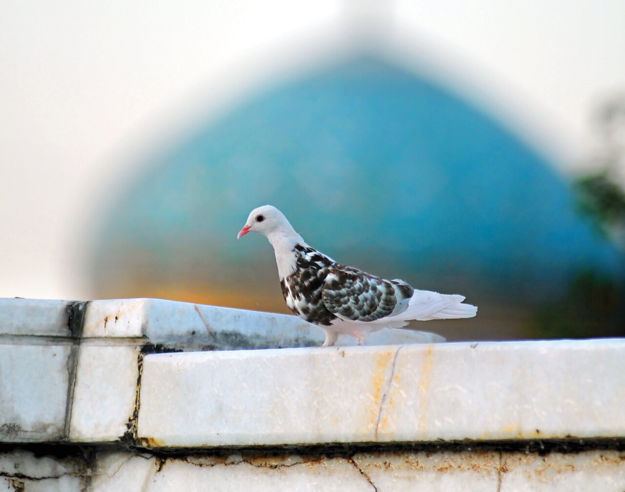 زیباترین کبوترهای ایران را ببینید