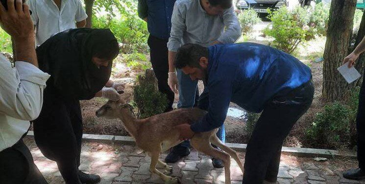 ببنید | نجات یک آهو در دل تهران