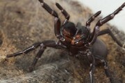 یک کشف عجیب درباره نیش مرگبار عنکبوت | ترس و خطر چه تاثیری روی بدن این عنکبوت می‌گذارد؟