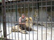 (۱۶+) تصاویر نفسگیر و هولناک از باغ وحش مشهد | شیر تماشاچی را داخل قفس کشید! | تیراندازی به شیر برای نجات بازدیدکننده