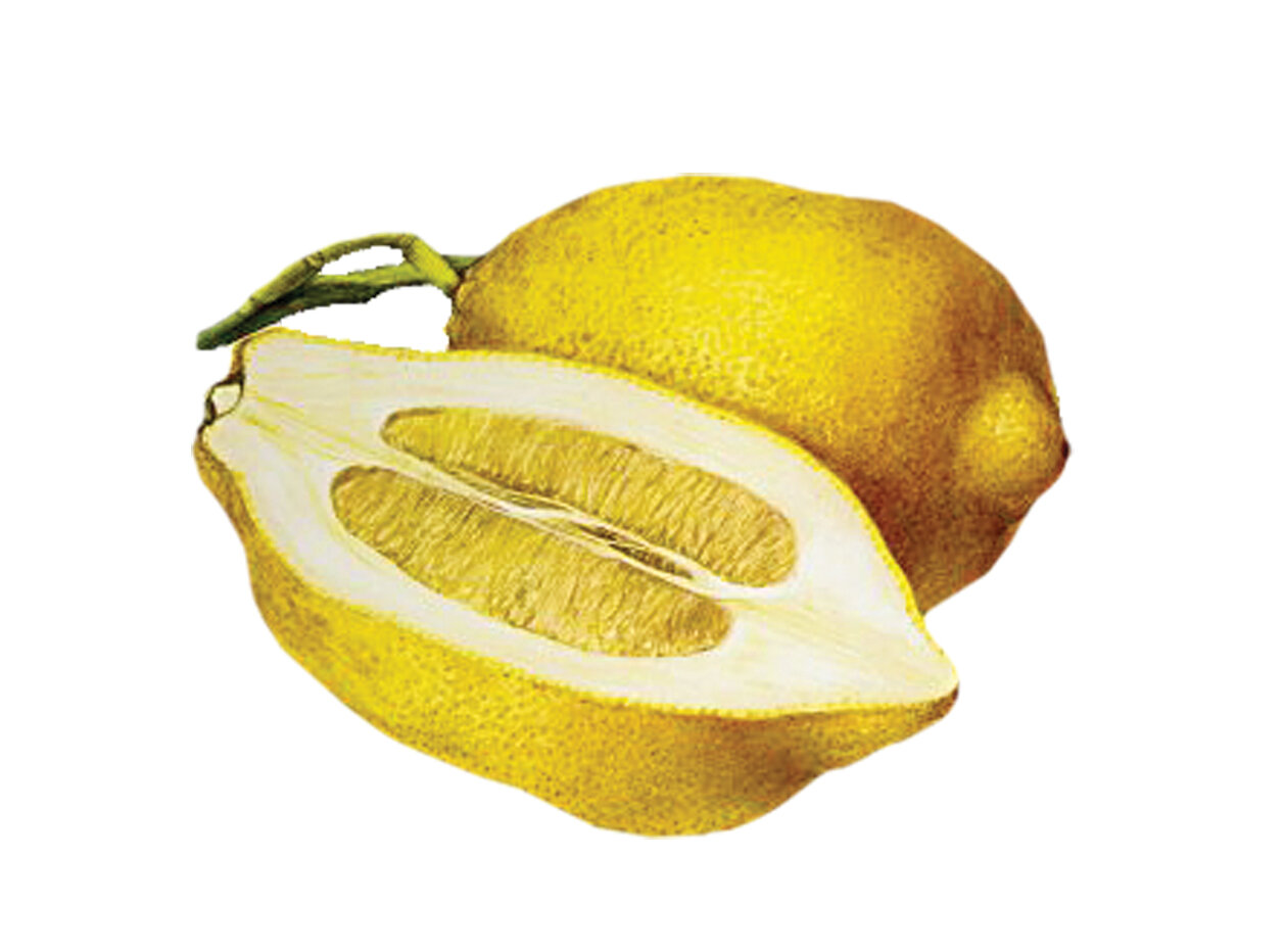 مواد غذایی که سرشار از ویتامین C هستند