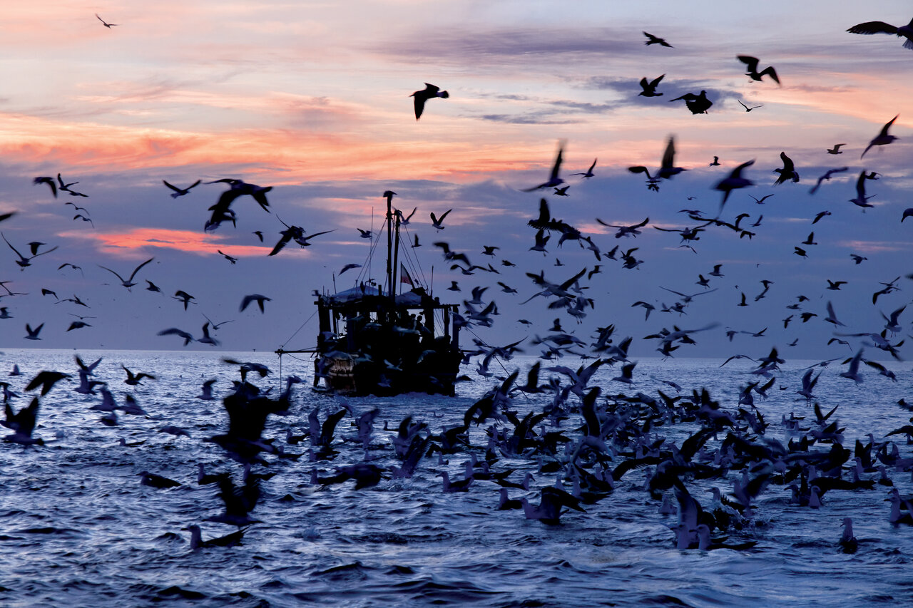 یک روز زندگی با صیادان میگو در خلیجفارس | شکار ملخ دریایی در هرمزگان
