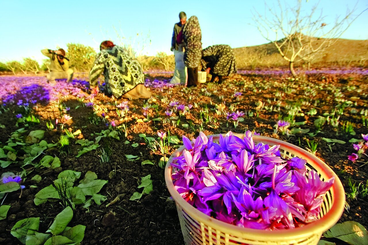 ادویهای ۲۵۰۰ ساله که پای سفره ایرانیان است