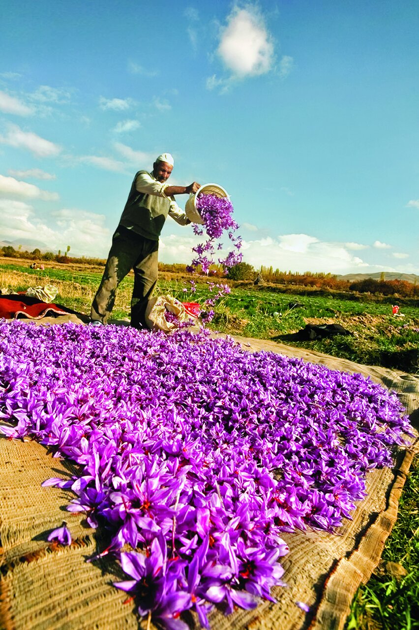 ادویهای ۲۵۰۰ ساله که پای سفره ایرانیان است