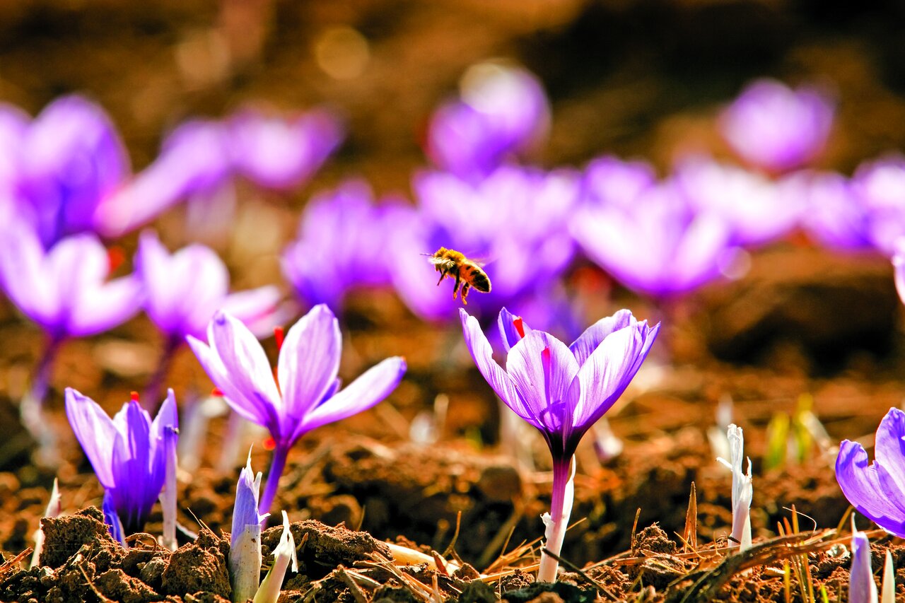 ادویهای ۲۵۰۰ ساله که پای سفره ایرانیان است