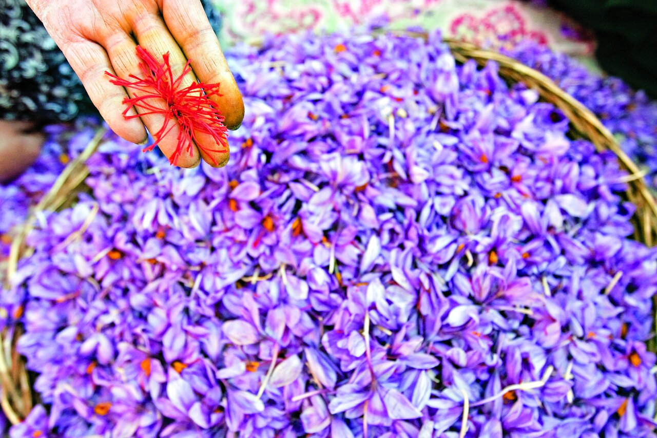 ادویهای ۲۵۰۰ ساله که پای سفره ایرانیان است