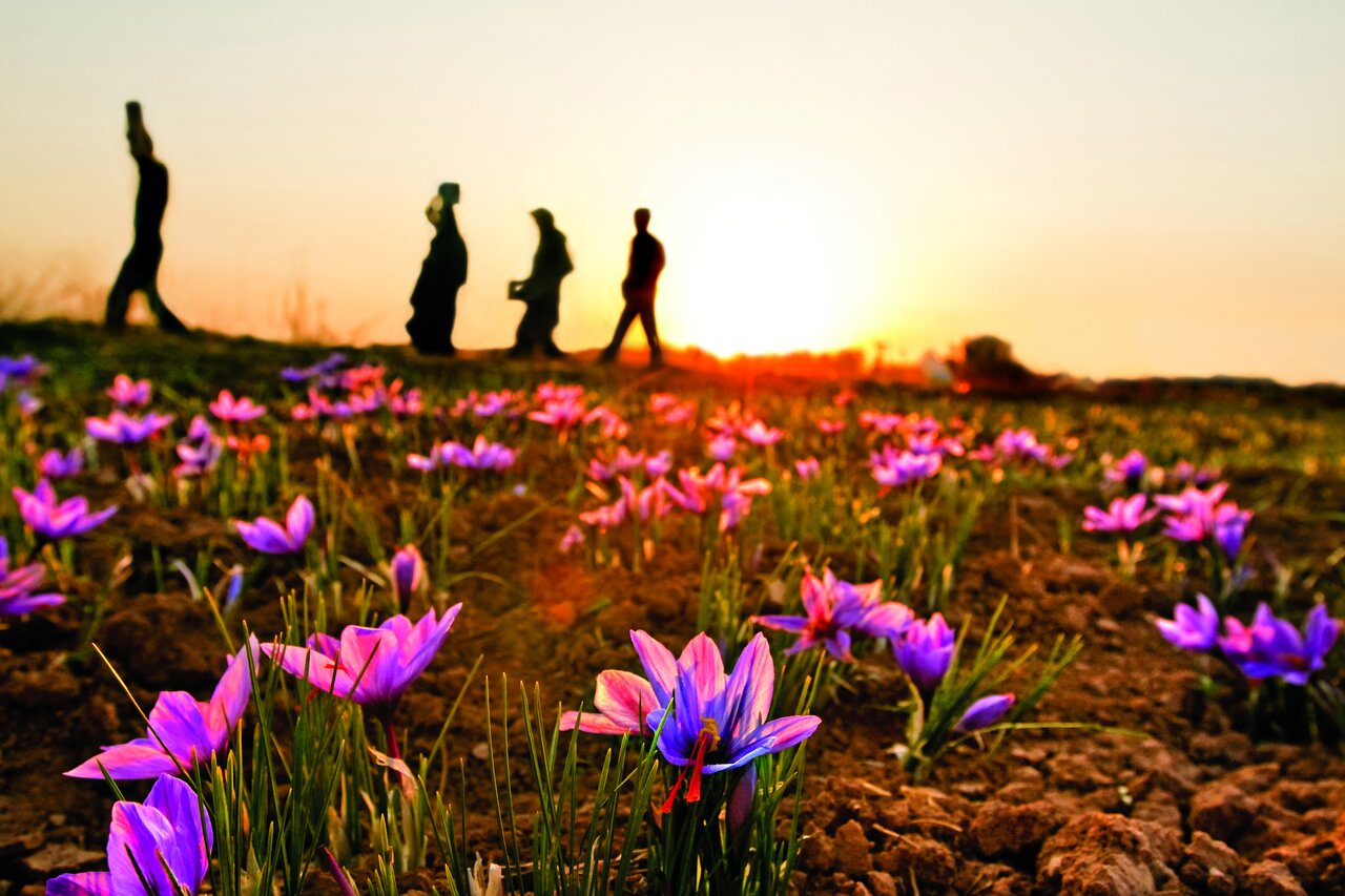 ادویهای ۲۵۰۰ ساله که پای سفره ایرانیان است