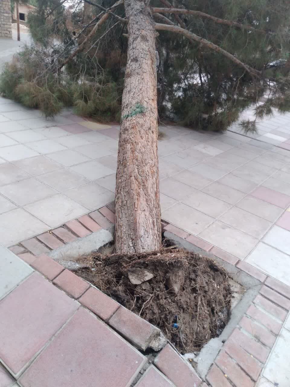 تصویر سقوط درخت کاج بر اثر باد شدید در قم