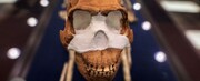 قدیمی‌ترین قبرهای جهان متعلق به انسان نیستند! | آیا هومونالدی‌ها قادر به اندیشیدن بودند؟