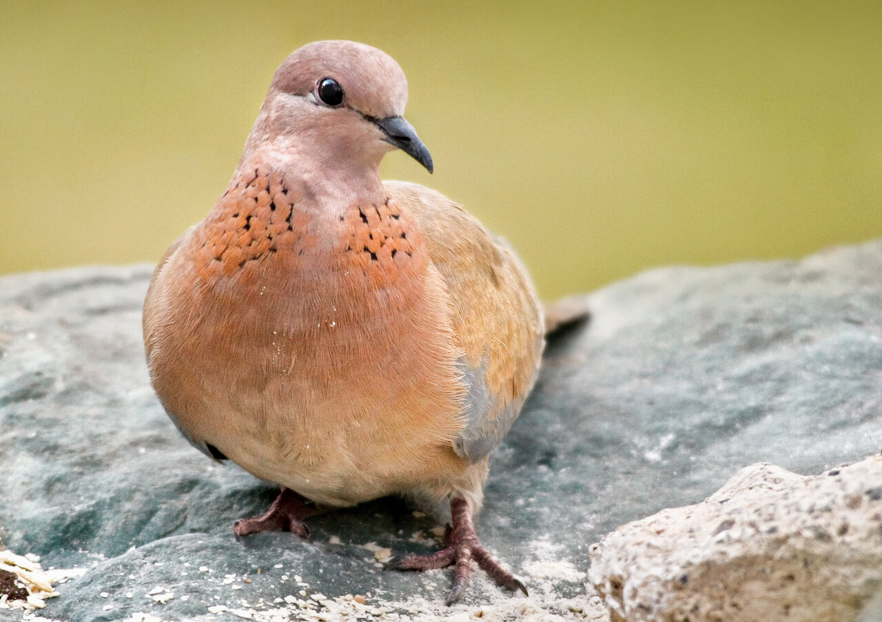 تصاویر | شکار پرندگان منطق‌الطیر عطار با دوربین
