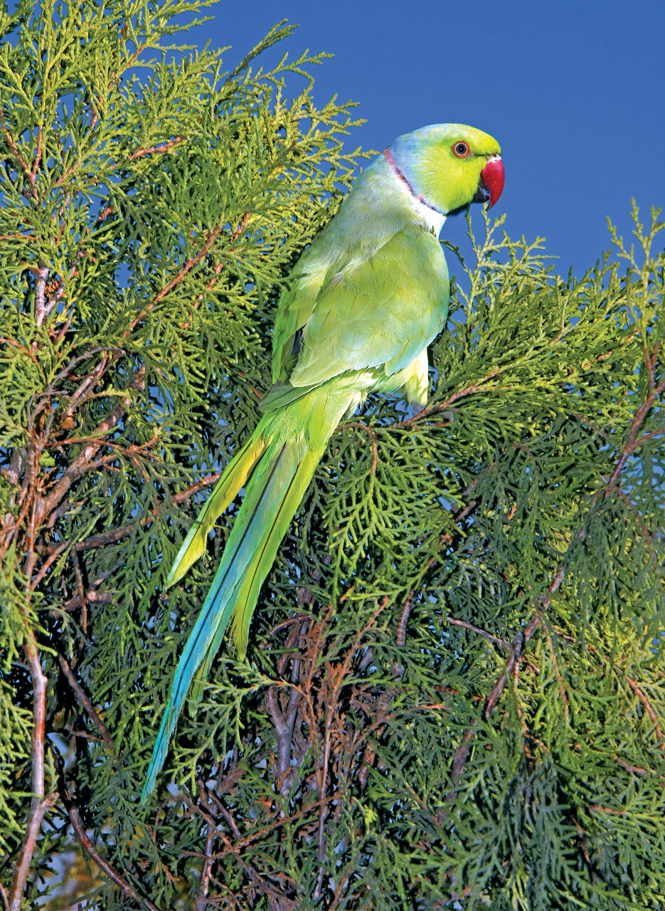 تصاویر | شکار پرندگان منطقالطیر عطار با دوربین