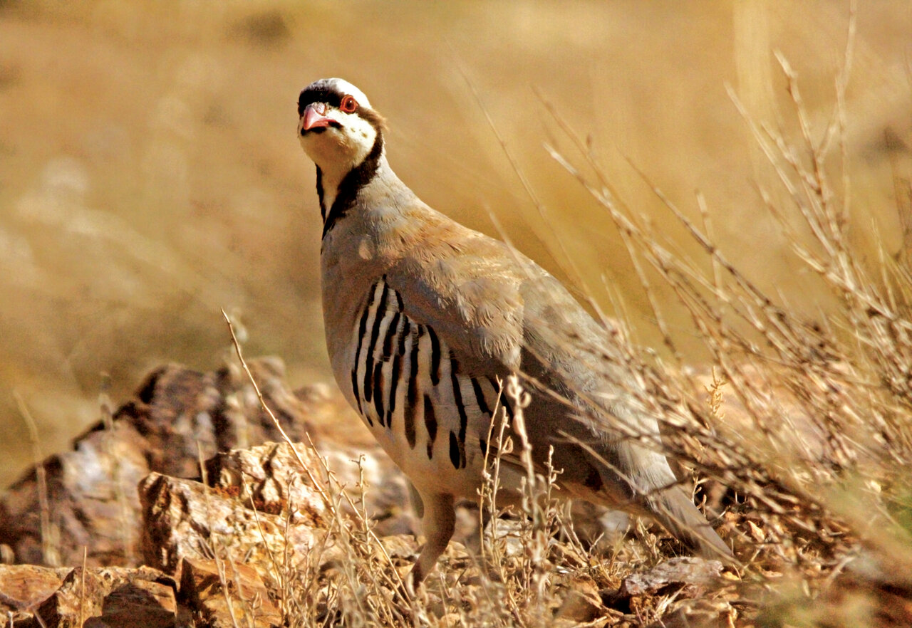 تصاویر | شکار پرندگان منطقالطیر عطار با دوربین