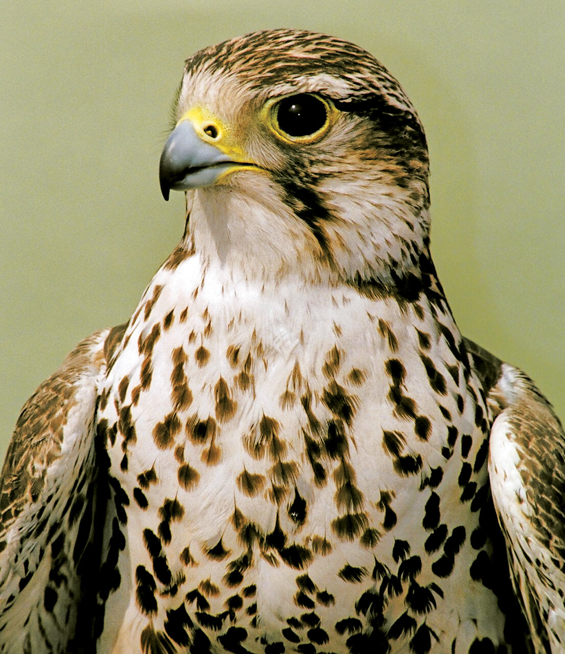 تصاویر | شکار پرندگان منطقالطیر عطار با دوربین