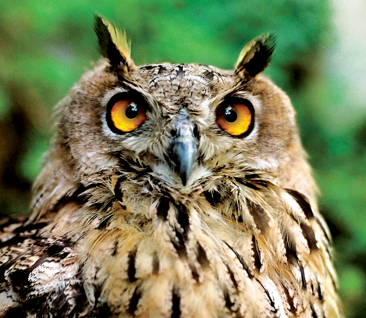 تصاویر | شکار پرندگان منطقالطیر عطار با دوربین