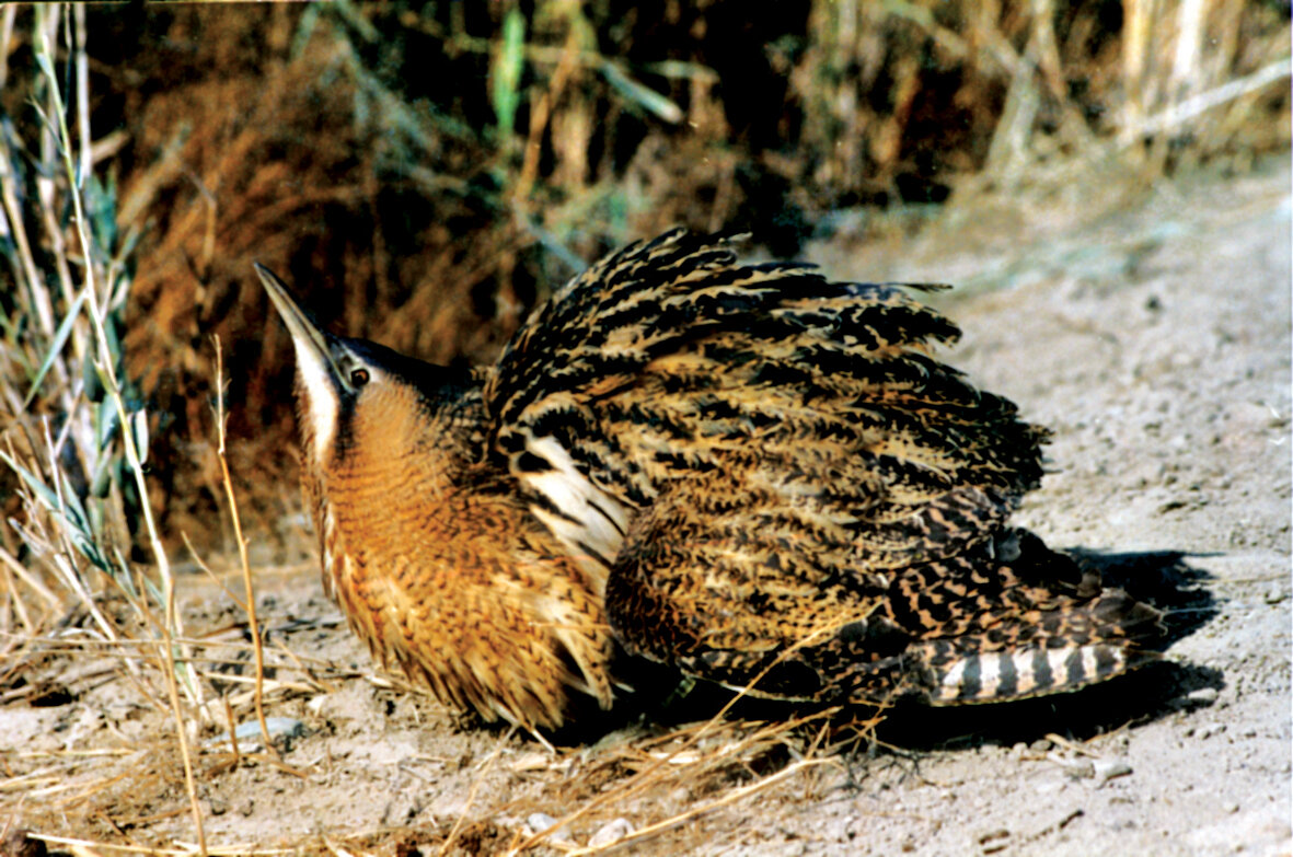 تصاویر | شکار پرندگان منطقالطیر عطار با دوربین