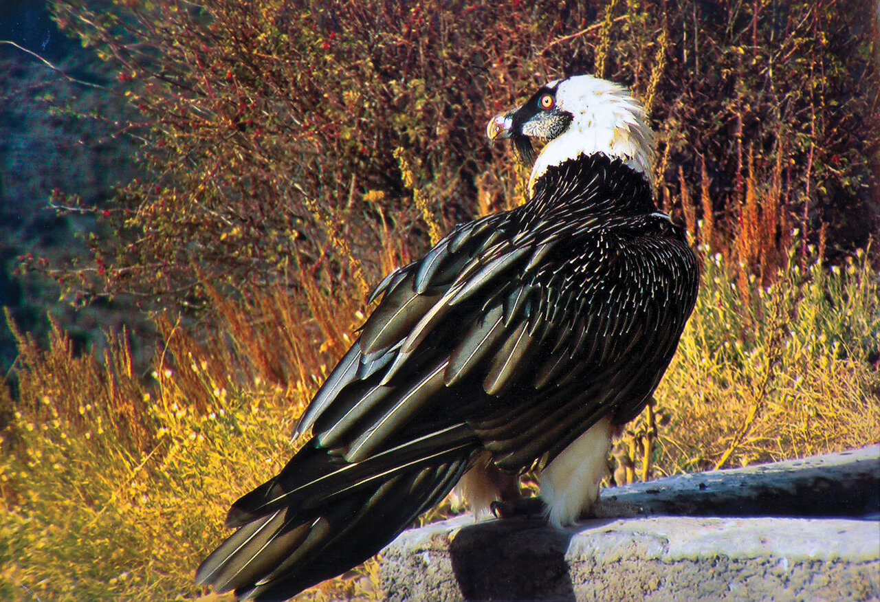 تصاویر | شکار پرندگان منطقالطیر عطار با دوربین