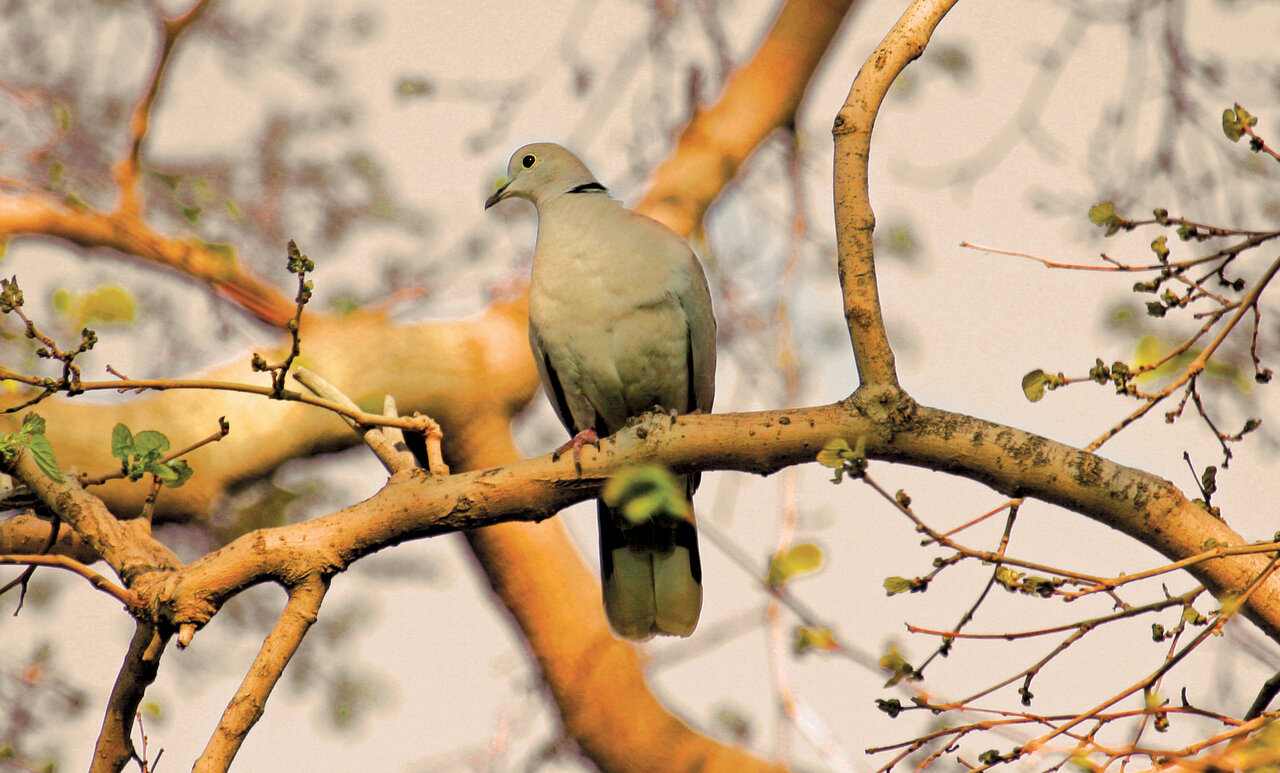 تصاویر | شکار پرندگان منطقالطیر عطار با دوربین