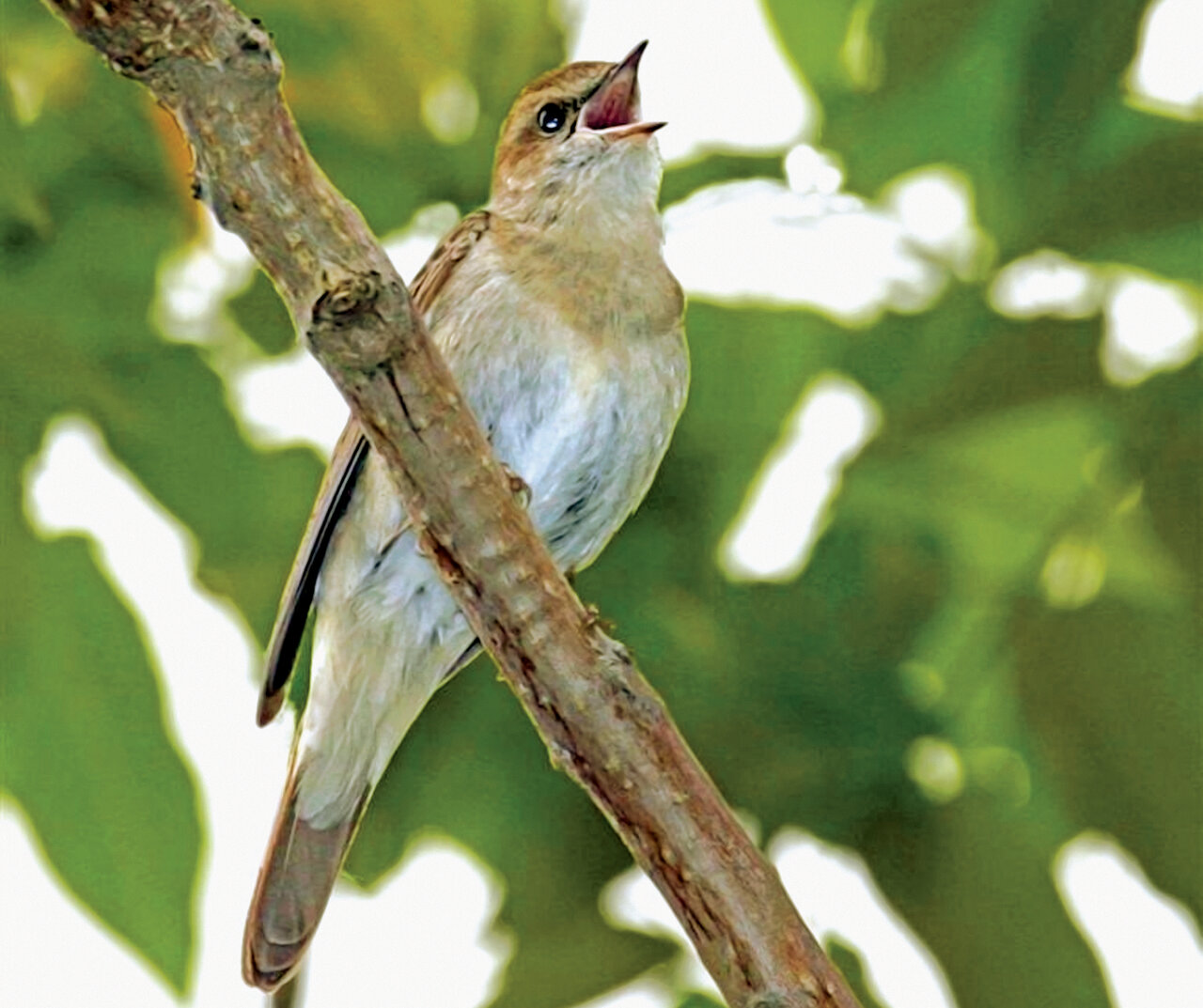 تصاویر | شکار پرندگان منطقالطیر عطار با دوربین