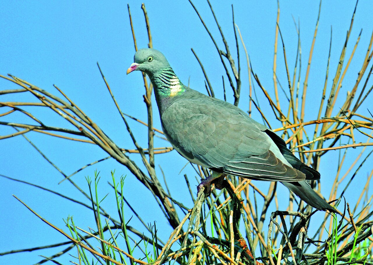 تصاویر | شکار پرندگان منطقالطیر عطار با دوربین