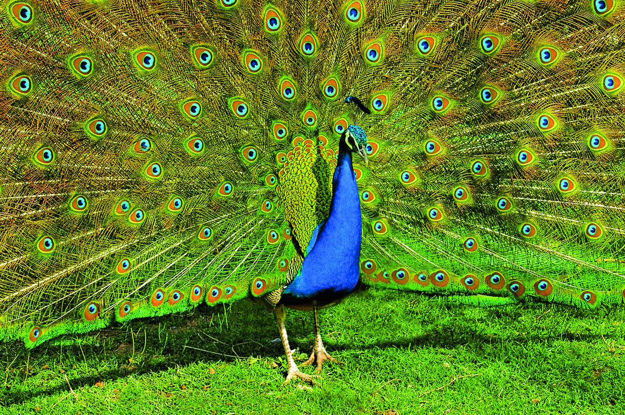 تصاویر | شکار پرندگان منطقالطیر عطار با دوربین