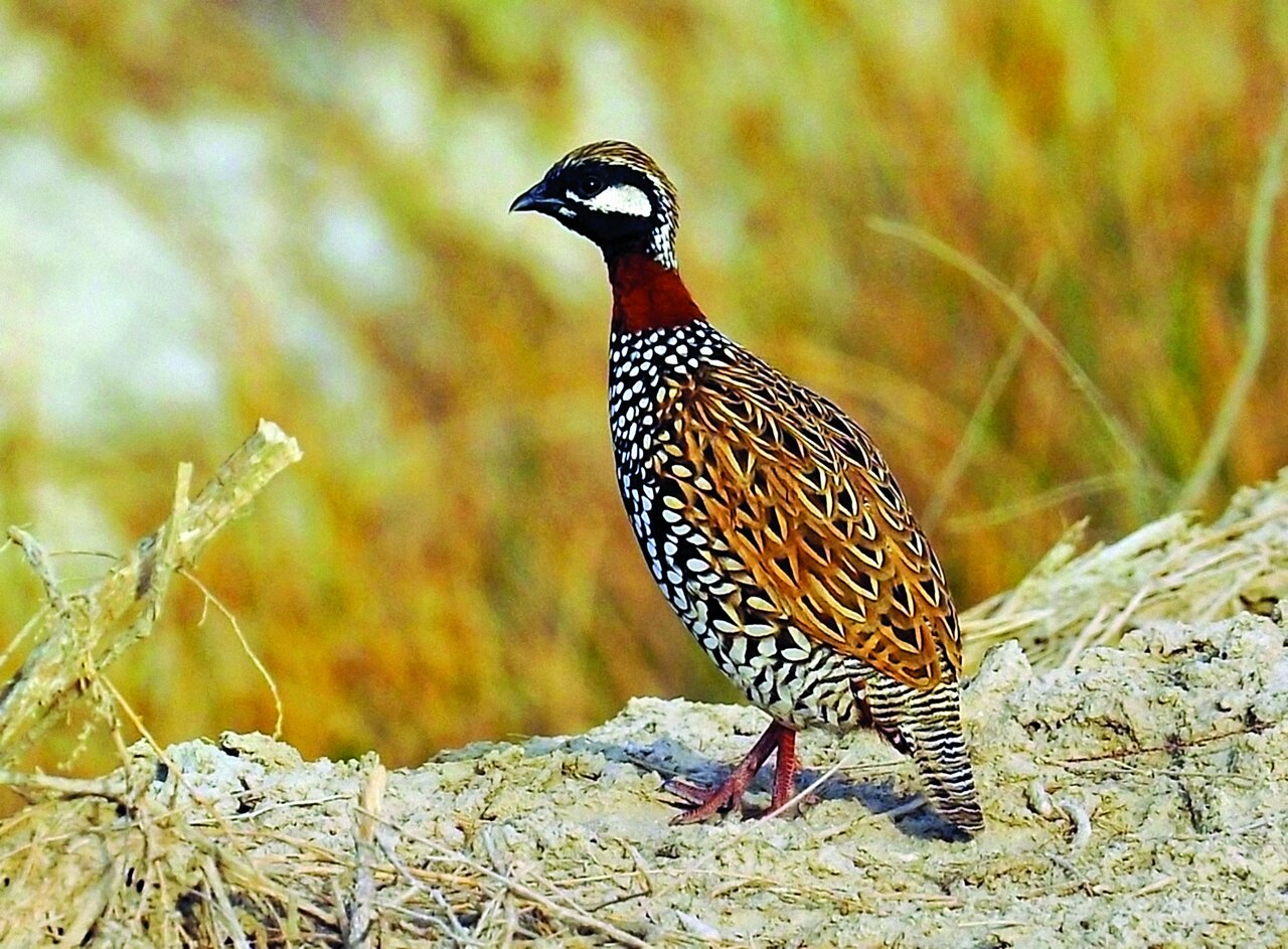 تصاویر | شکار پرندگان منطقالطیر عطار با دوربین