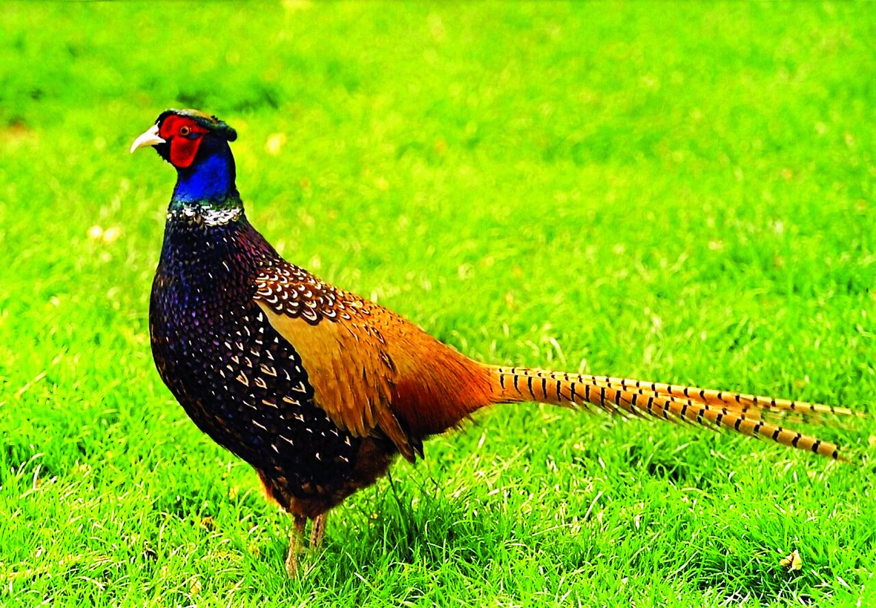 تصاویر | شکار پرندگان منطقالطیر عطار با دوربین