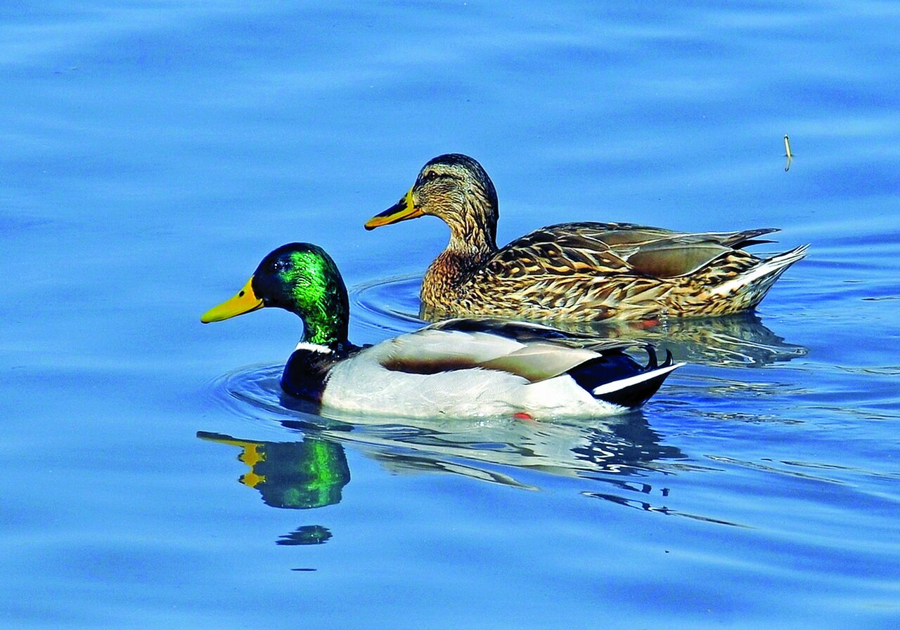 تصاویر | شکار پرندگان منطقالطیر عطار با دوربین