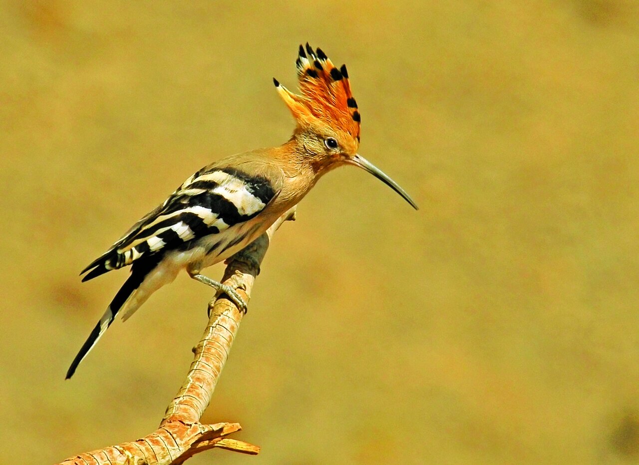 تصاویر | شکار پرندگان منطقالطیر عطار با دوربین