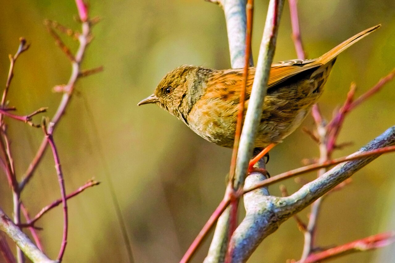 تصاویر | شکار پرندگان منطقالطیر عطار با دوربین