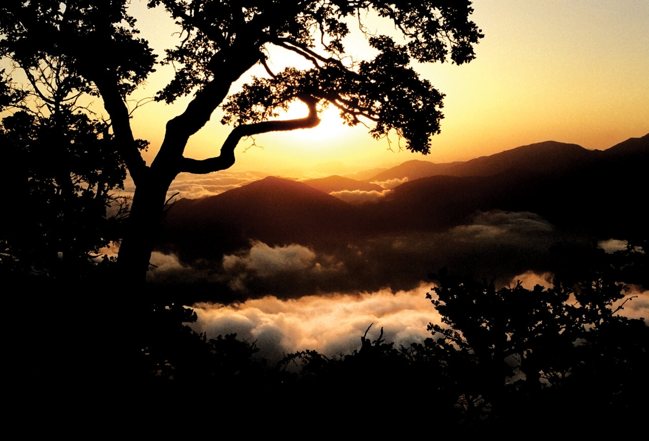 زیباترین جنگل سلطنتی دنیا که ورودش برای ایرانیها آزاد و رایگان است