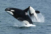 تصاویر نهنگ‌های قاتلی که به خلیج فارس آمده‌اند | نهنگ‌های قاتل قصد رفتن ندارند!