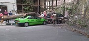 تصاویر سقوط درخت روی ماشین‌ها در تهران