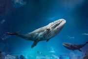 تصاویر لحظات نفسگیر غواصان بندرعباس با کوسه‌ نهنگ‌های خلیج فارس