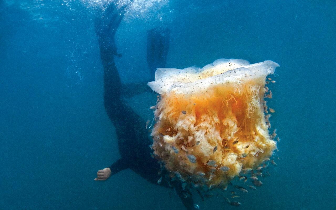 عروس دلبری که قاتل از آب درآمد