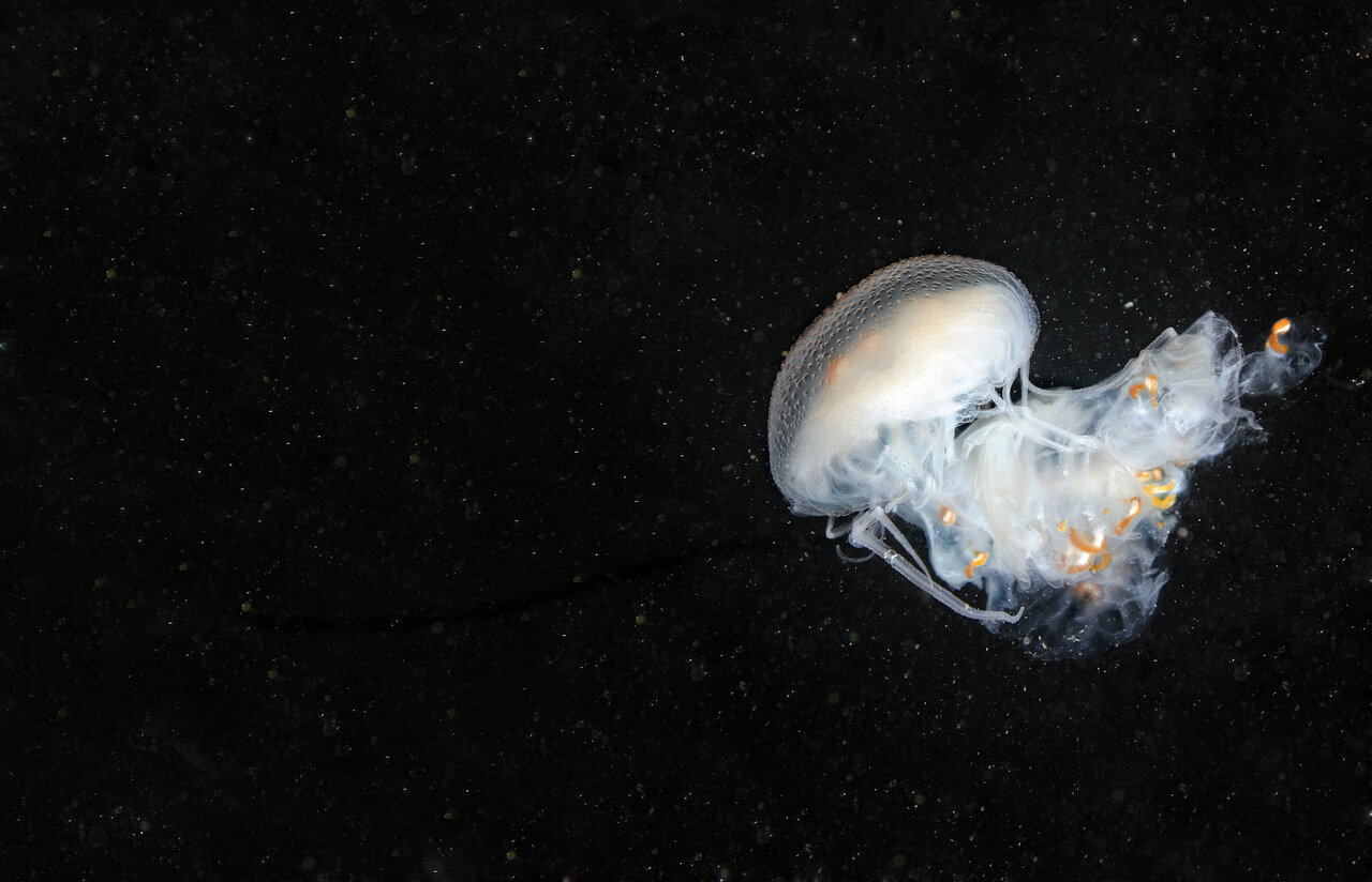 عروس دلبری که قاتل از آب درآمد