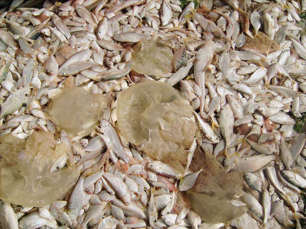 عروس دلبری که قاتل از آب درآمد