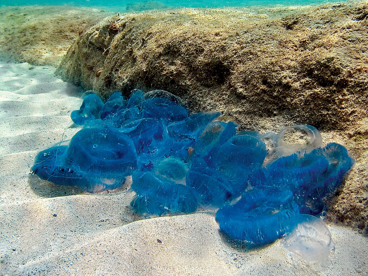 عروس دلبری که قاتل از آب درآمد