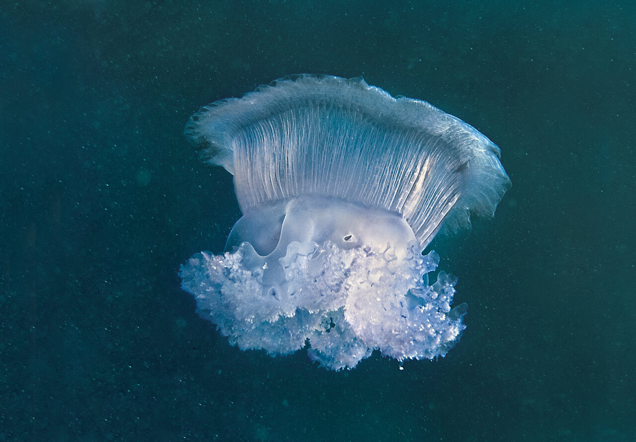 عروس دلبری که قاتل از آب درآمد