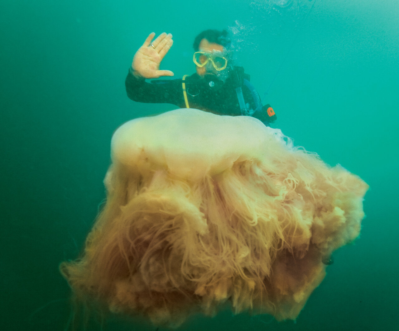 عروس دلبری که قاتل از آب درآمد