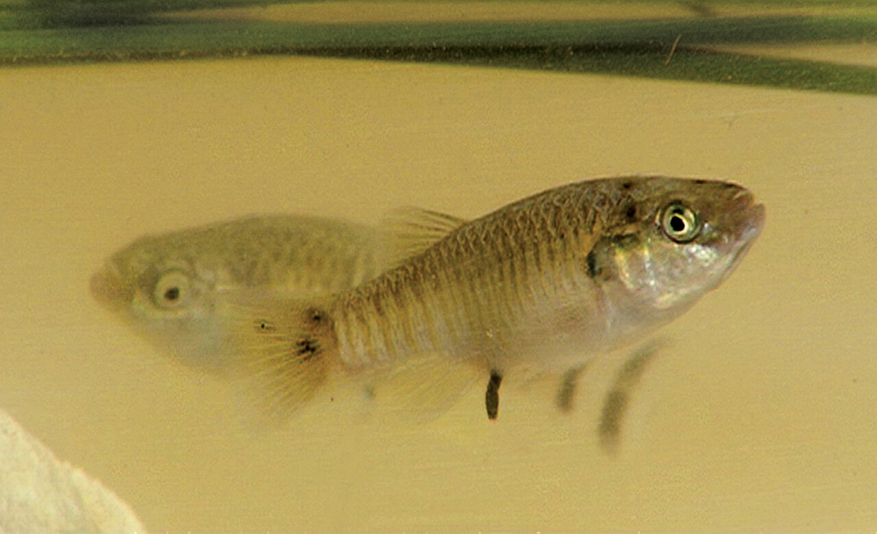 کوهستانی که شفا میدهد! | به این شهر ایران سفر کنید تا بیماریتان درمان شود