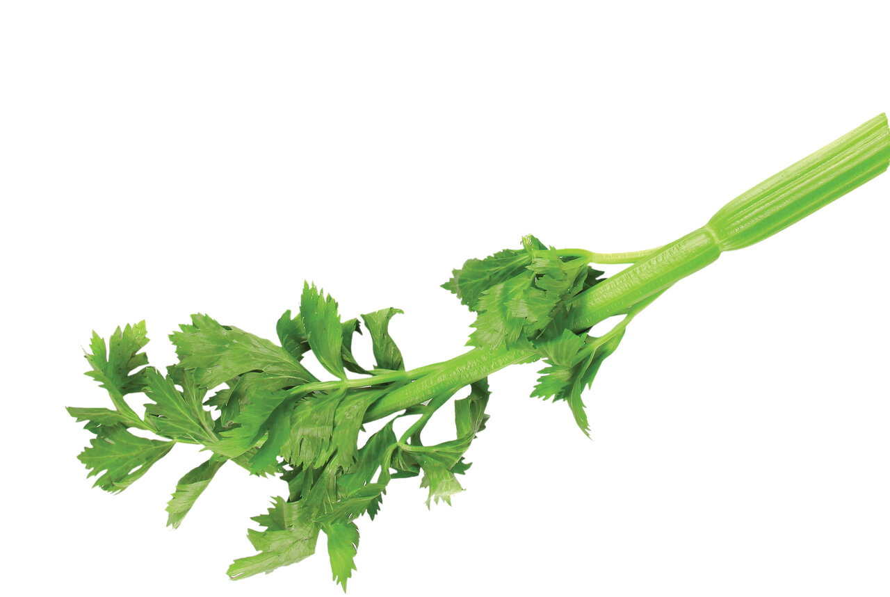 اگر تصمیم به لاغر شدن دارید این عرق گیاهی را فراموش نکنید