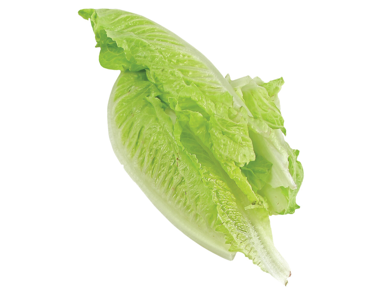 اگر تصمیم به لاغر شدن دارید این عرق گیاهی را فراموش نکنید