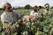 ۵۰ برابر شدن تولید و قاچاق مواد مخدر در افغانستان | کاهش ۱۵ درصدی ورود مواد افیونی به ایران