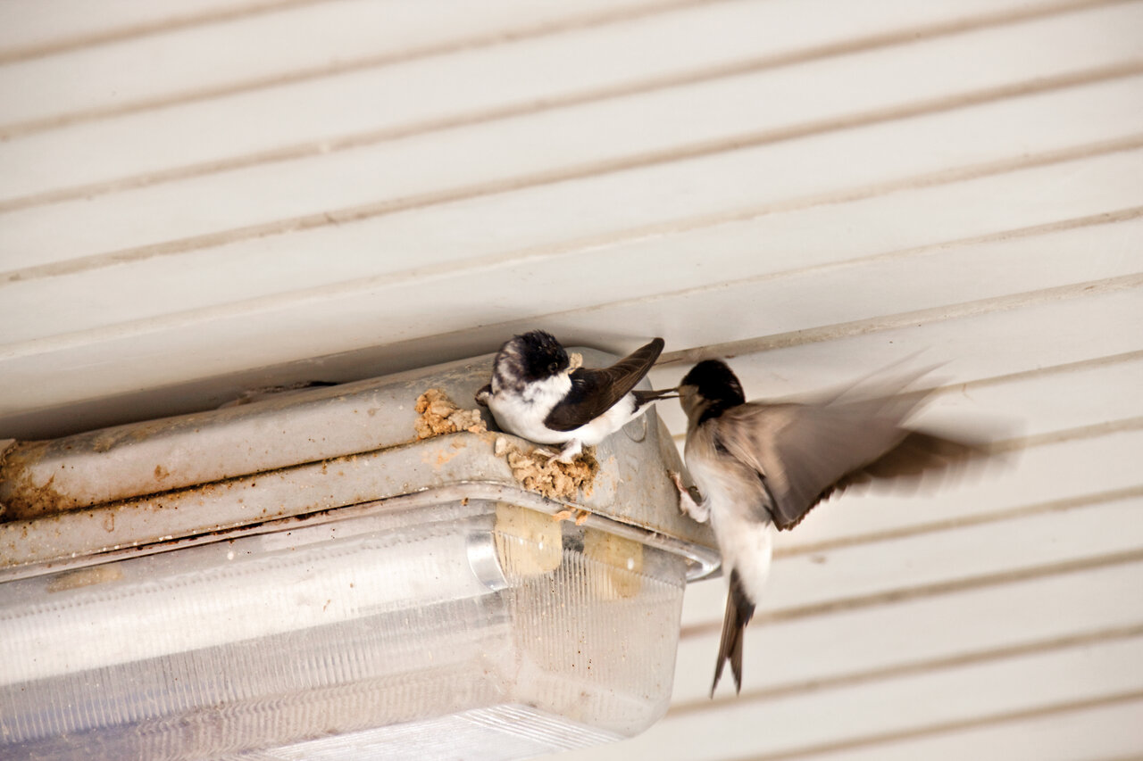 تصاویر | غوغای پرستوها در ایران