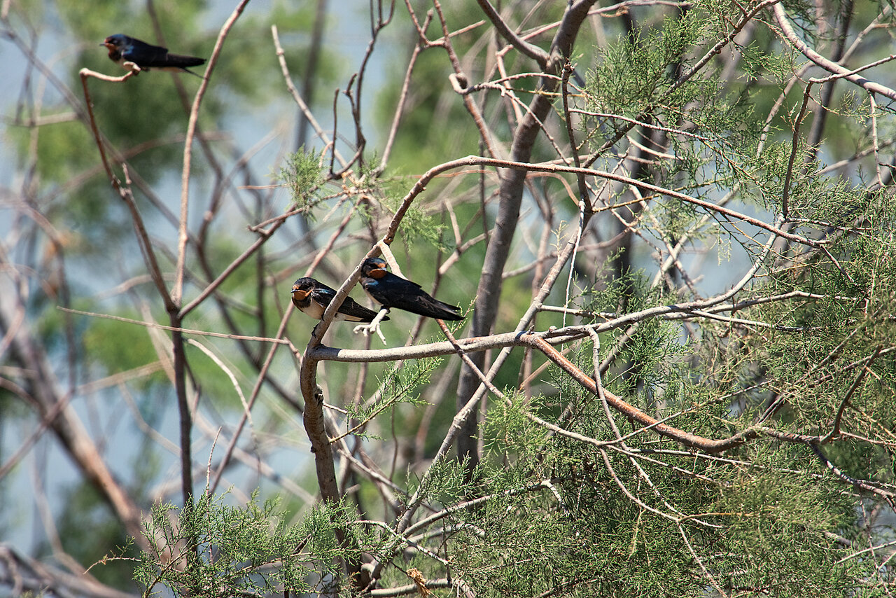 تصاویر | غوغای پرستوها در ایران