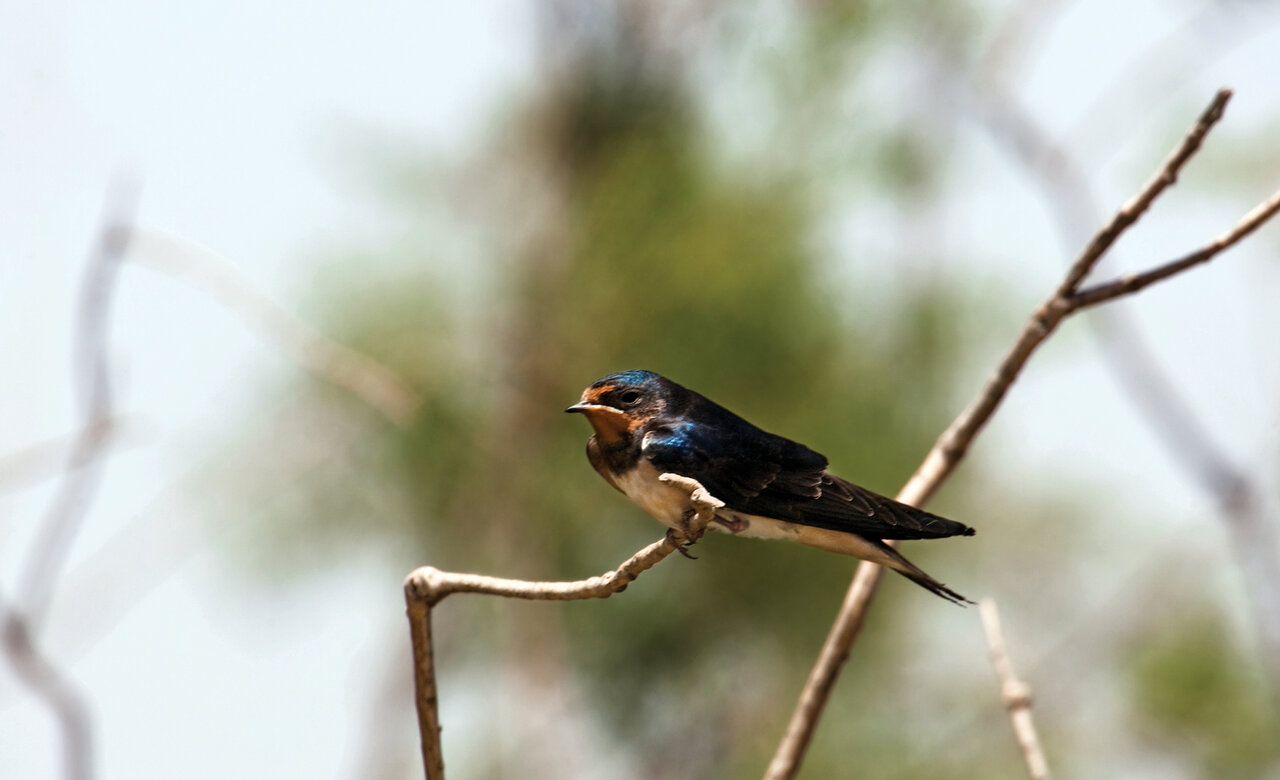 تصاویر | غوغای پرستوها در ایران