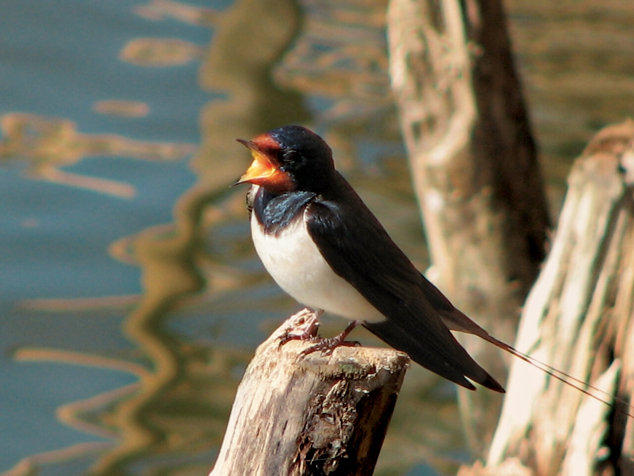 تصاویر | غوغای پرستوها در ایران