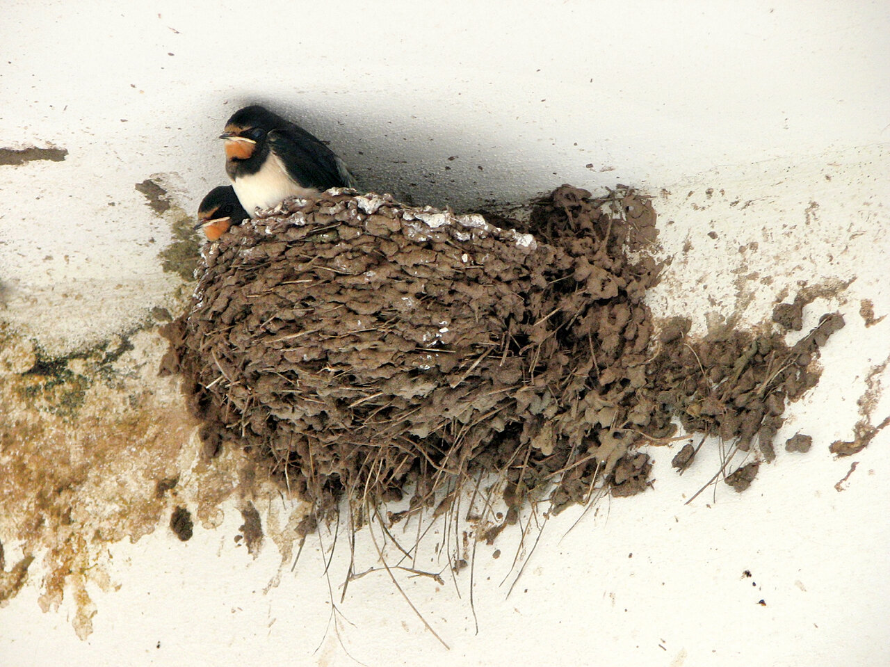 تصاویر | غوغای پرستوها در ایران